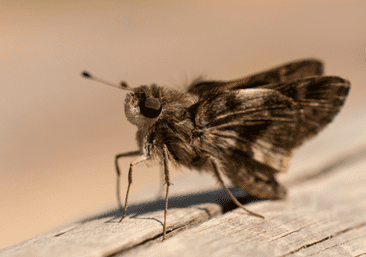 insectes devoreurs de vetements comment sen debarrasser efficacement