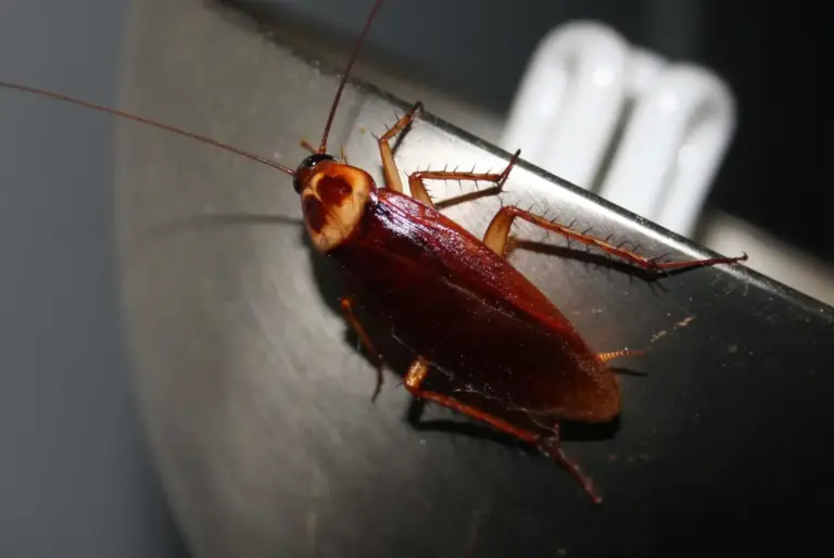 insectes et humidite guide complet pour lutter contre ces nuisibles