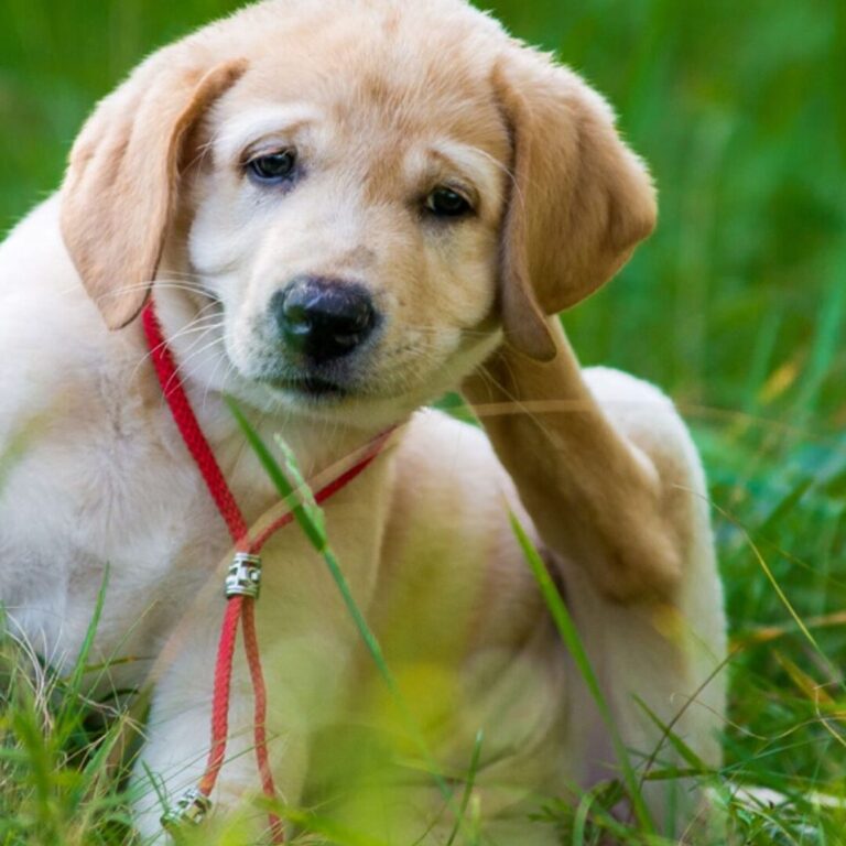 insectes noirs sur le chien comment les identifier et les eliminer efficacement