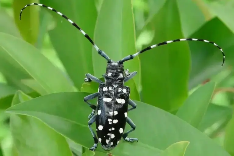 insectes noirs volants dans la maison guide pour les differencier des mouches des fruits