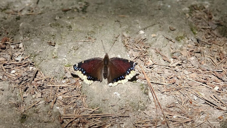 insectes puants leur attirance pour la lumiere decryptee