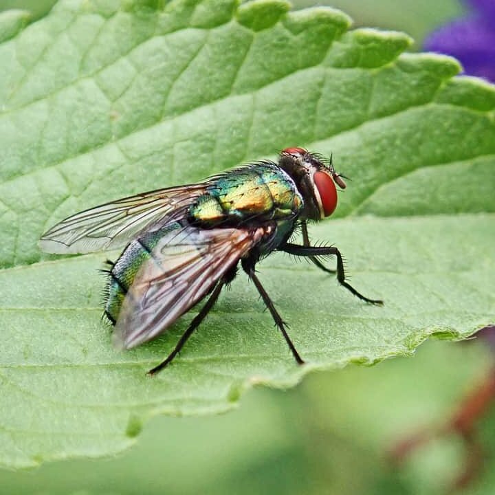 insectes volants verts attires par la lumiere decouvrez comment les eliminer
