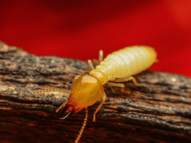 insectes xylophages comment se debarrasser des nuisibles sur un pont en bois