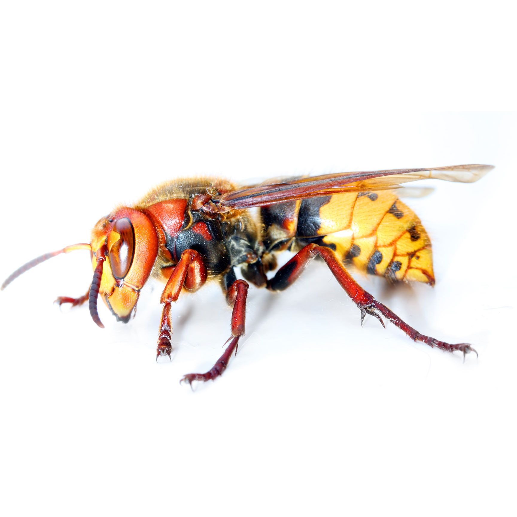 insecticide frelon efficacite maximale pour eliminer ces nuisibles