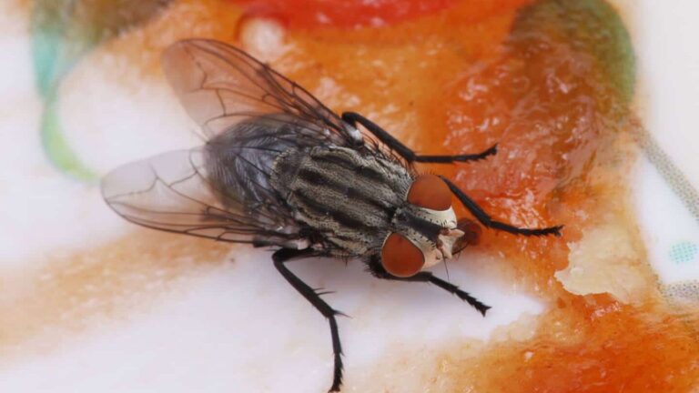 insecticide moucheron comment eliminer ces nuisibles efficacement