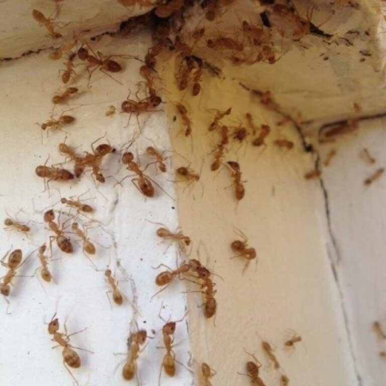 inspection des termites a menifee services professionnels de lutte antiparasitaire