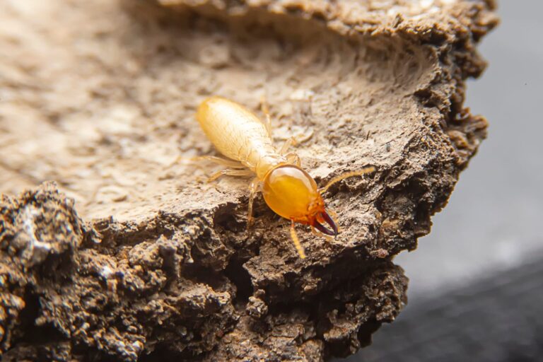 inspection gratuite termites decouvrez nos services experts en lutte antiparasitaire