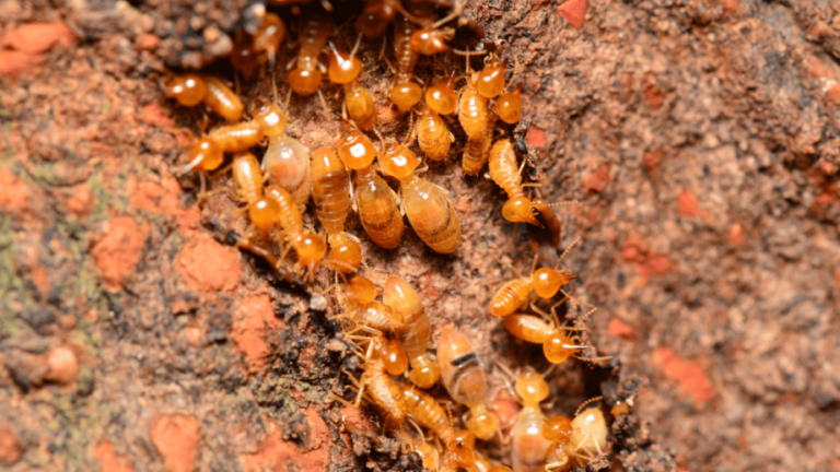 inspection termites decouvrez les resultats de notre expertise