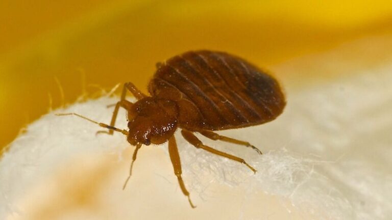 invasion de punaises comment lutter efficacement contre ces nuisibles
