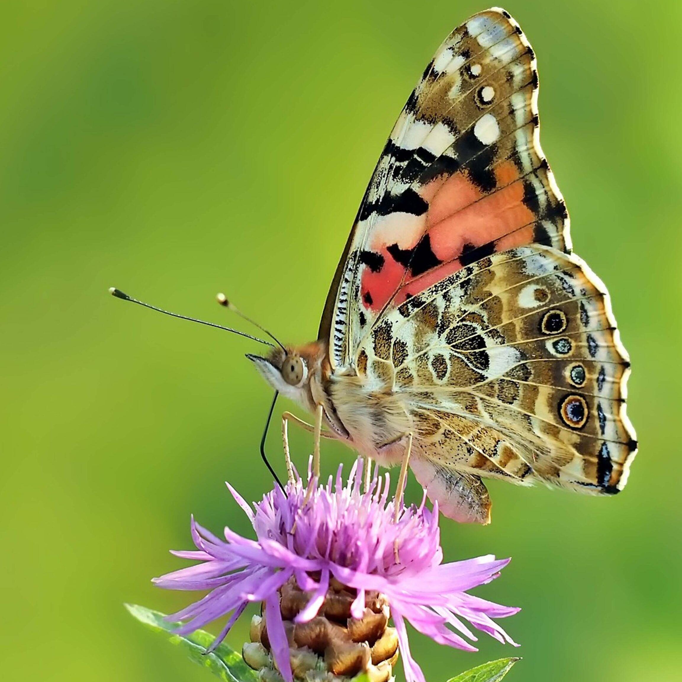 kit dalimentation pour papillons nourrissez et elevez vos propres papillons