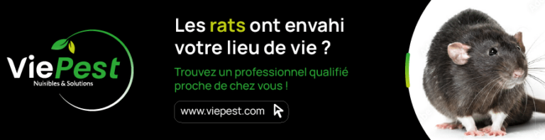 la capacite des rats a marcher sur leau duree et limites