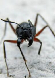 la communication chez les fourmis tout ce que vous devez savoir