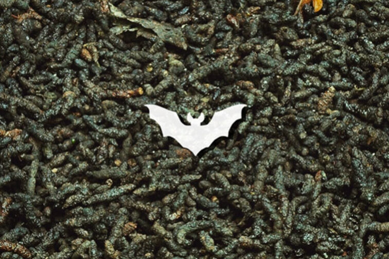 la consommation de farine par les souris mythe ou realite