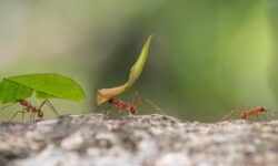 La lutte contre les fourmis : ne les repoussez pas, éliminez-les efficacement la-lutte-contre-les-fourmis-ne-les-repoussez-pas-eliminez-les-efficacement