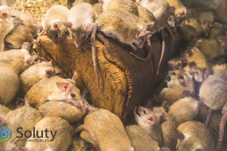 la lutte contre les nuisibles les porteurs de souris
