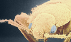 la-methode-ultime-pour-eradiquer-une-infestation-majeure-de-nuisibles