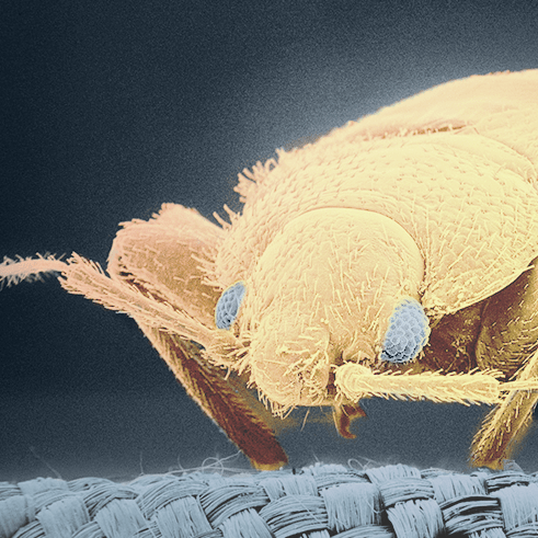 la methode ultime pour eradiquer une infestation majeure de nuisibles