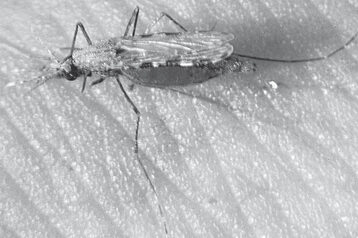 la mort des moustiques apres une piqure mythe ou realite