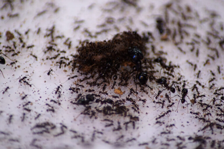 la mortalite hivernale des fourmis ce quil faut savoir