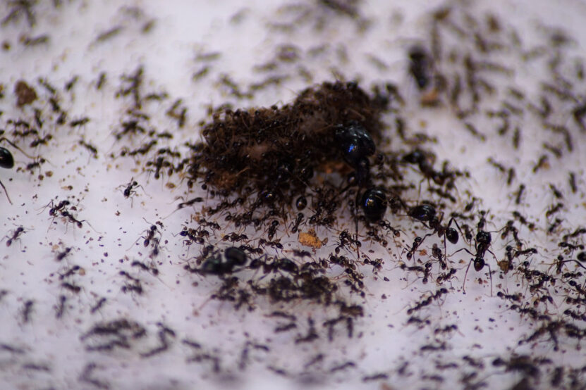la mortalite hivernale des fourmis ce quil faut savoir