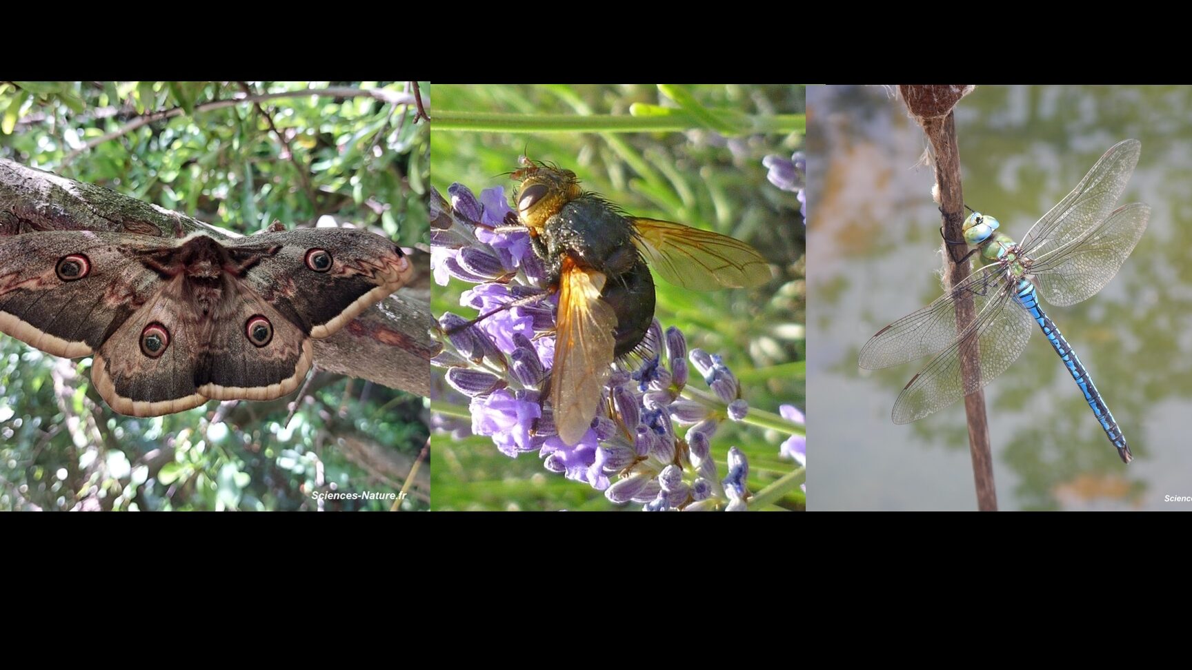 la sauterelle de deux pouces decouverte dun insecte impressionnant
