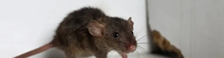 la souris meurt dans la souris causes et solutions pour eviter ce probleme