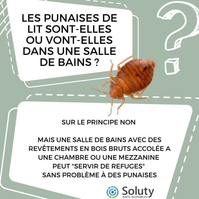 la verite sur lefficacite du bleach contre les punaises de lit