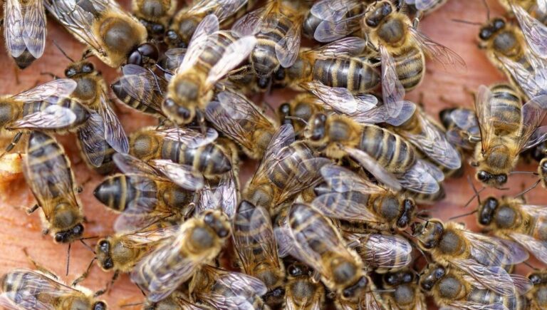 labeille europeenne tout savoir sur cette espece essentielle