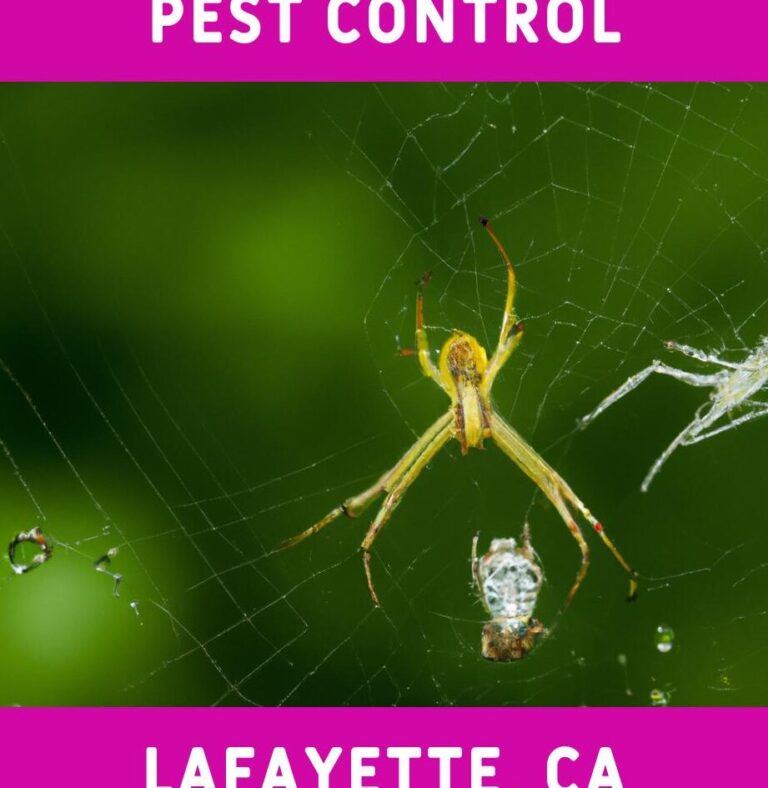 lafayette la pest control effective solutions for pest problems