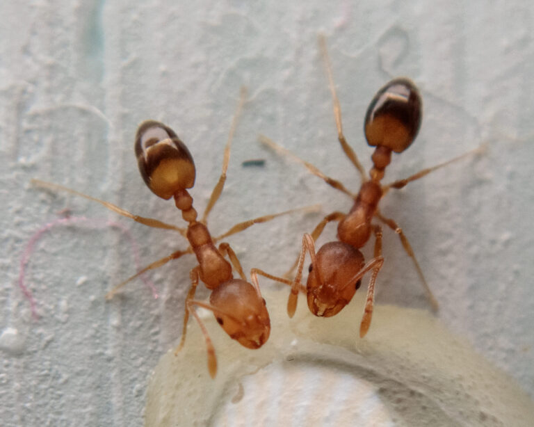 lalimentation des venus peuvent elles consommer des fourmis