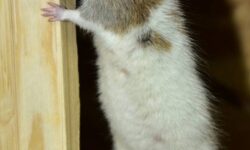 lappel-gopher-une-solution-efficace-pour-eliminer-les-nuisibles