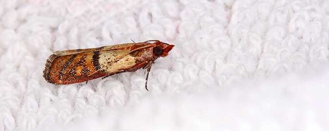 larves de papillon au plafond comment sen debarrasser efficacement