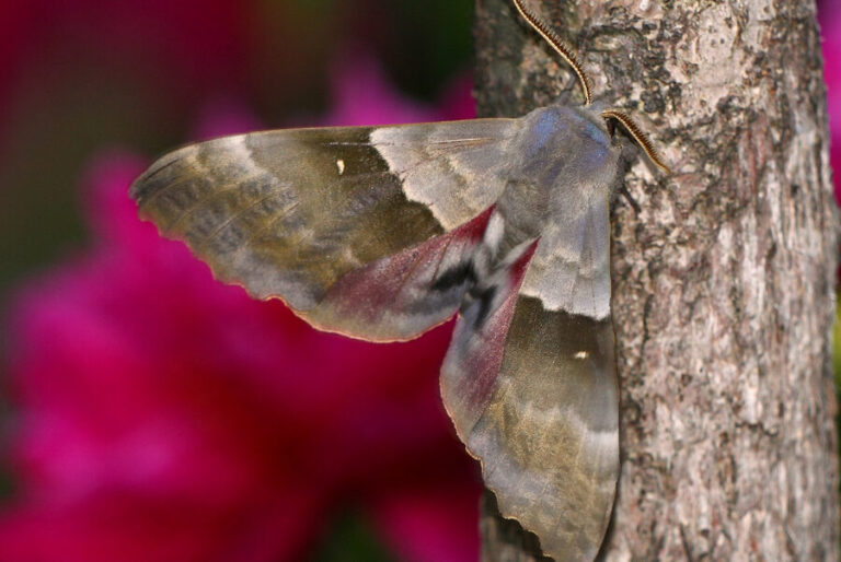 larves de papillon de farine indienne guide de prevention et de traitement