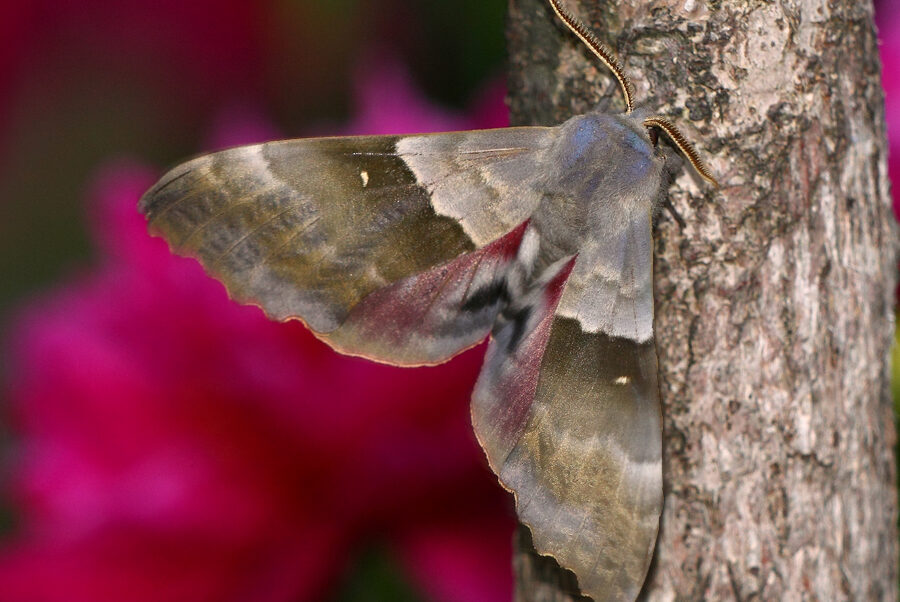 larves de papillon de farine indienne guide de prevention et de traitement