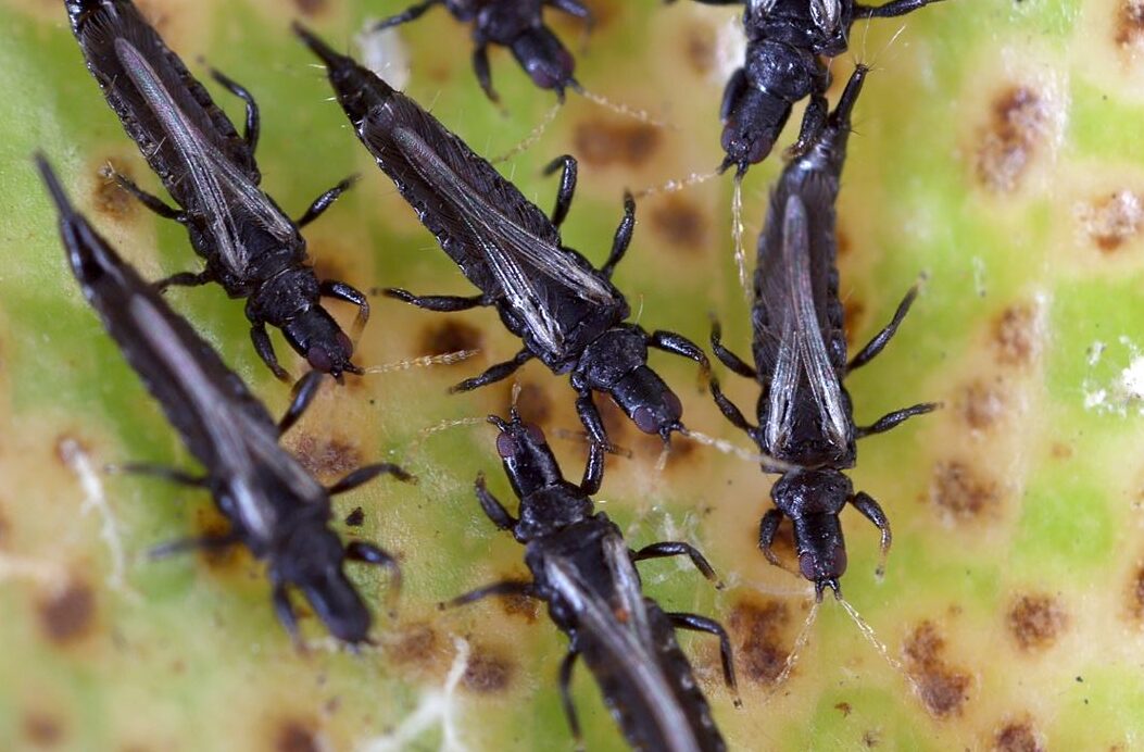 larves plafond comment les eliminer et prevenir leur apparition