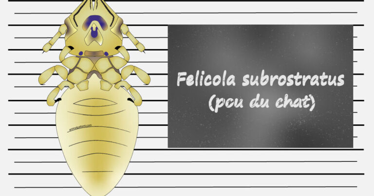 le cycle de vie des insectes tout ce que vous devez savoir