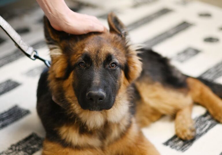 le guide ultime sur le grand chien brun caracteristiques et conseils