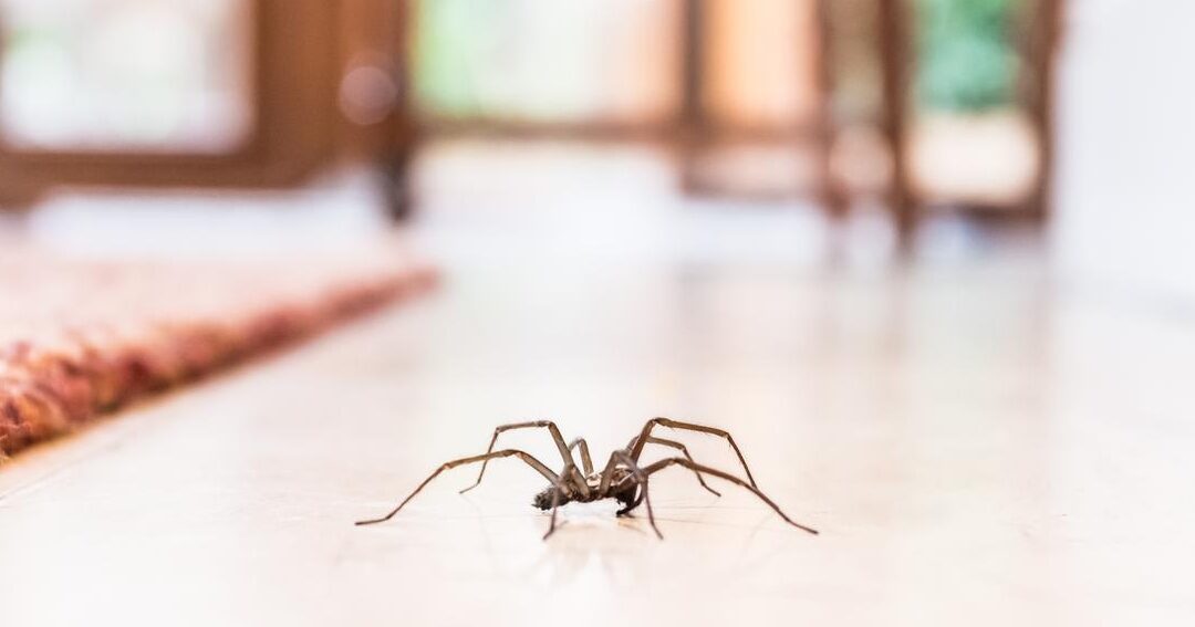 le meilleur insecticide pour eliminer les araignees rapidement