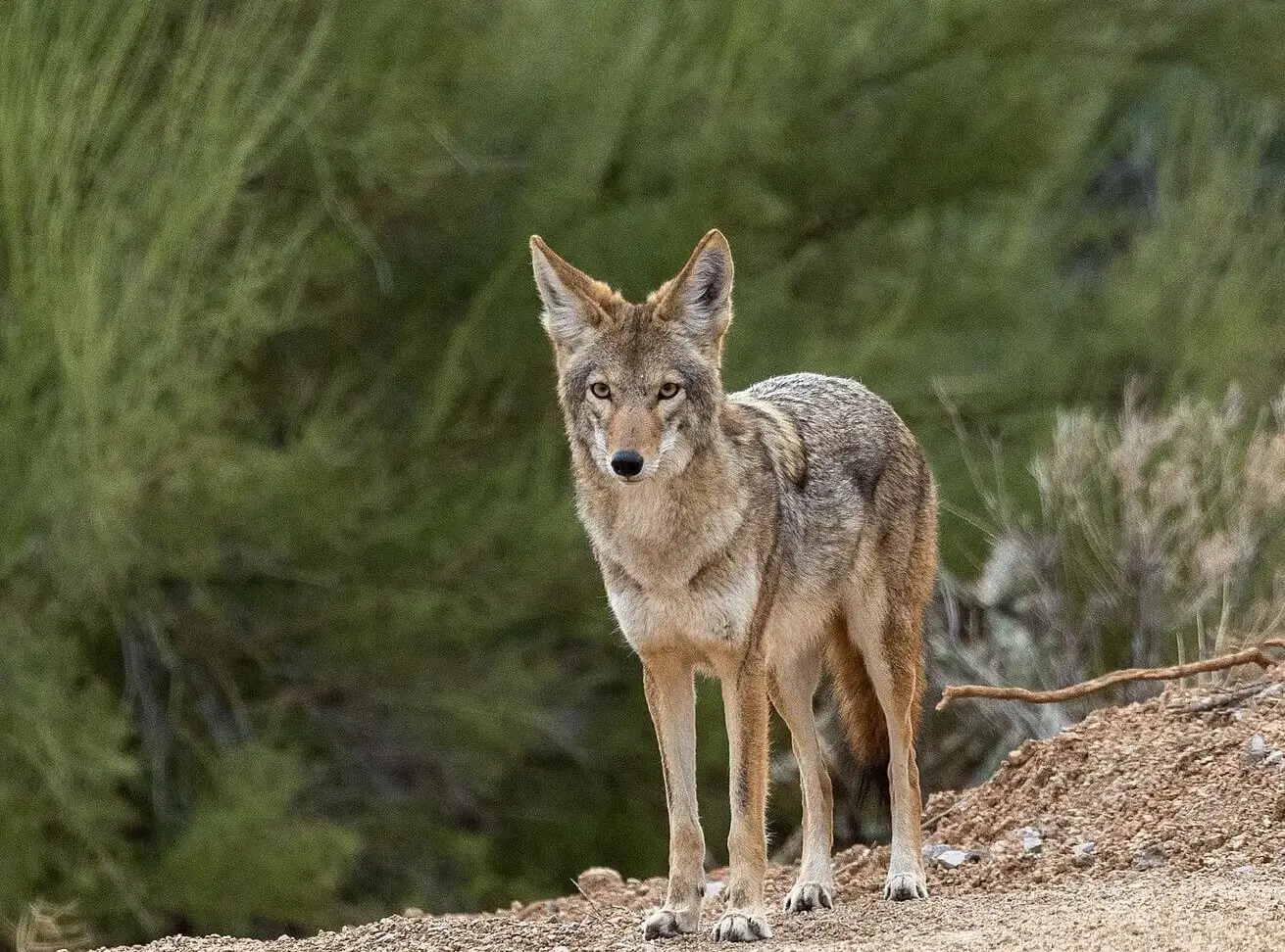 le portrait detaille du coyote apparence et caracteristiques