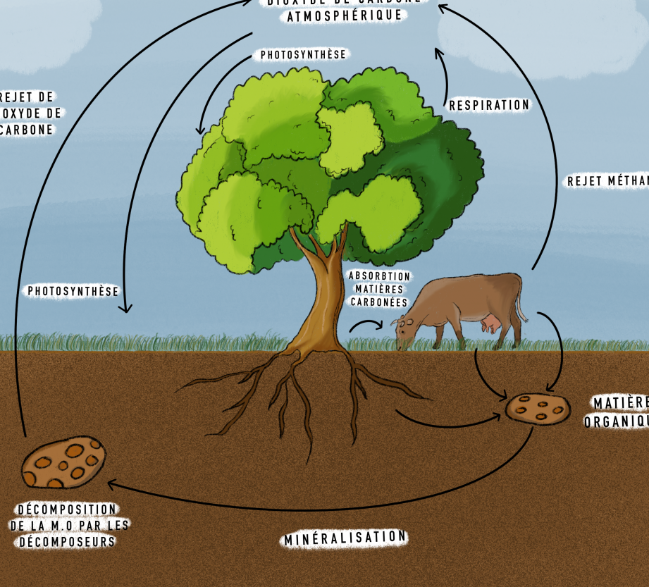 le role des tiques verites et impacts sur lecosysteme