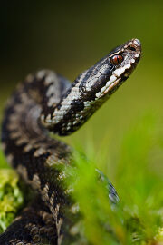le serpent noir a rayures jaunes caracteristiques et dangers