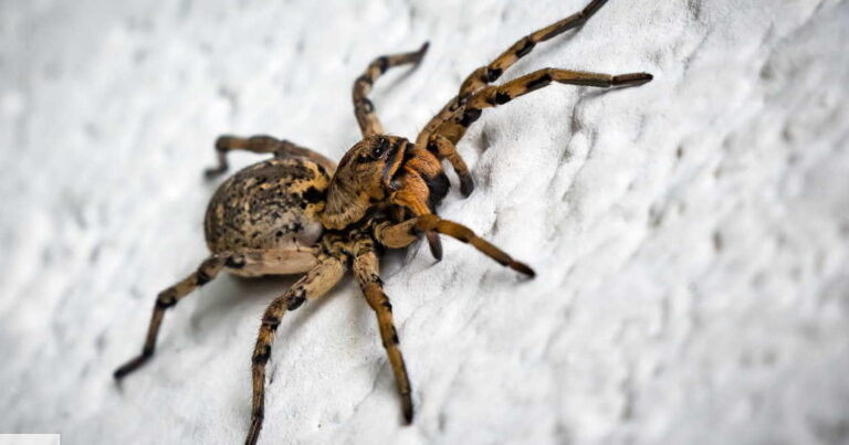 le sommeil des insectes mythe ou realite decouvrez la verite
