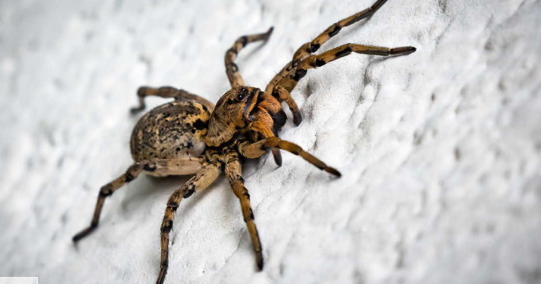 le sommeil des insectes mythe ou realite decouvrez la verite