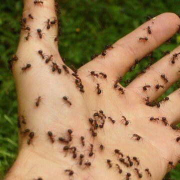 leau de javel un remede efficace pour eliminer les fourmis