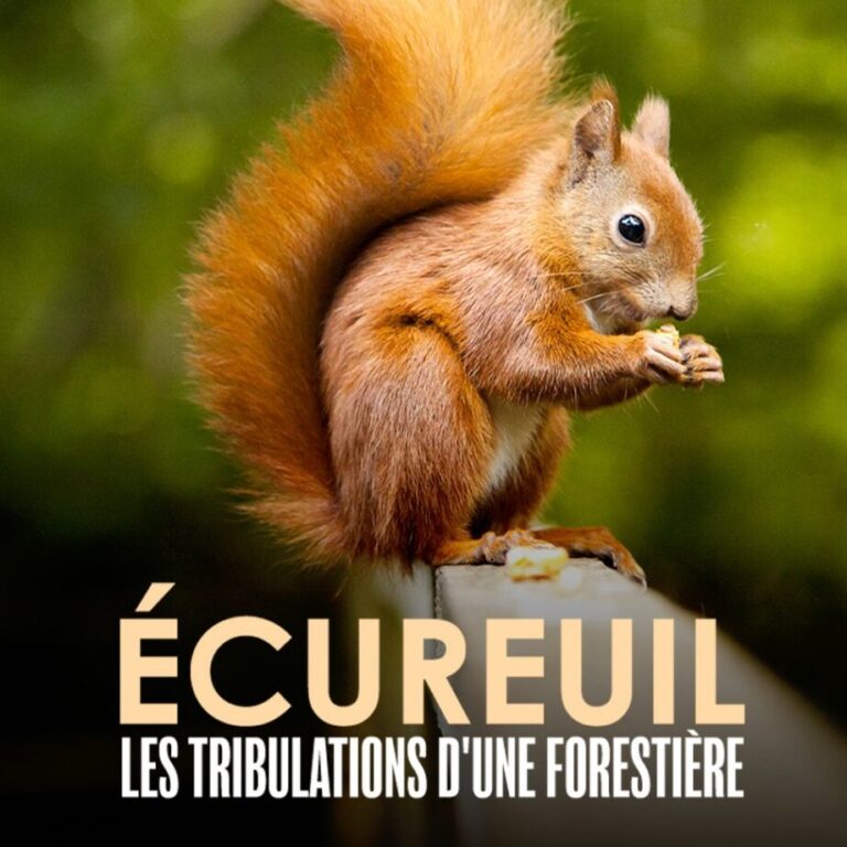 lecureuil commercial un guide complet sur sa presence et comment sen debarrasser