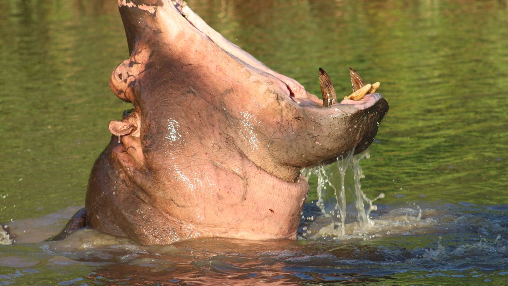 lequel des animaux a la plus grosse dejection decouvrez le gagnant