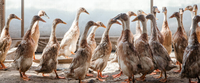 les animaux de travail resilience et devouement