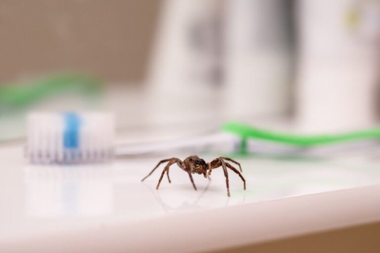 les araignees dans la maison comprendre leur presence et comment les eliminer