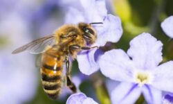 Les avantages du venin de guêpe : puissant remède aux propriétés thérapeutiques et cosmétiques les-avantages-du-venin-de-guepe-puissant-remede-aux-proprietes-therapeutiques-et-cosmetiques