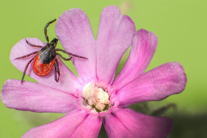 les bienfaits surprenants des tiques pour la sante